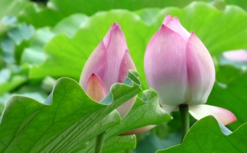 Giữ tâm không cấu uế